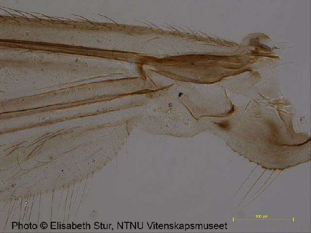 Image of <i>Metriocnemus beringensis</i>