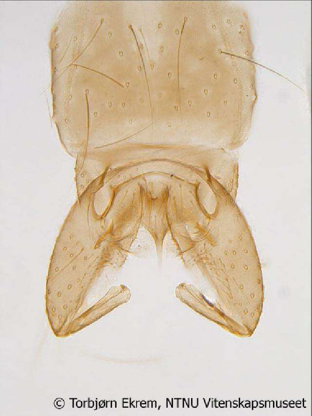 Image of Metriocnemus albolineatus