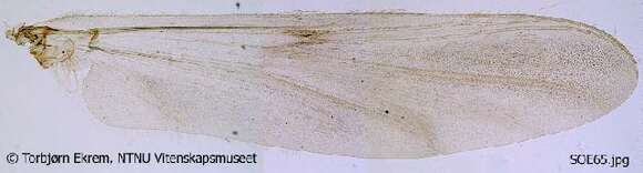 Macropelopia notata (Meigen 1818) resmi