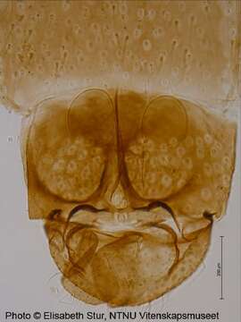 Image of Chironomus lugubris Zetterstedt 1850