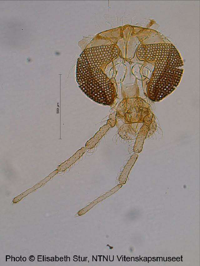 Image of Chironomus lugubris Zetterstedt 1850