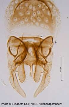 Image of Chironomus lugubris Zetterstedt 1850