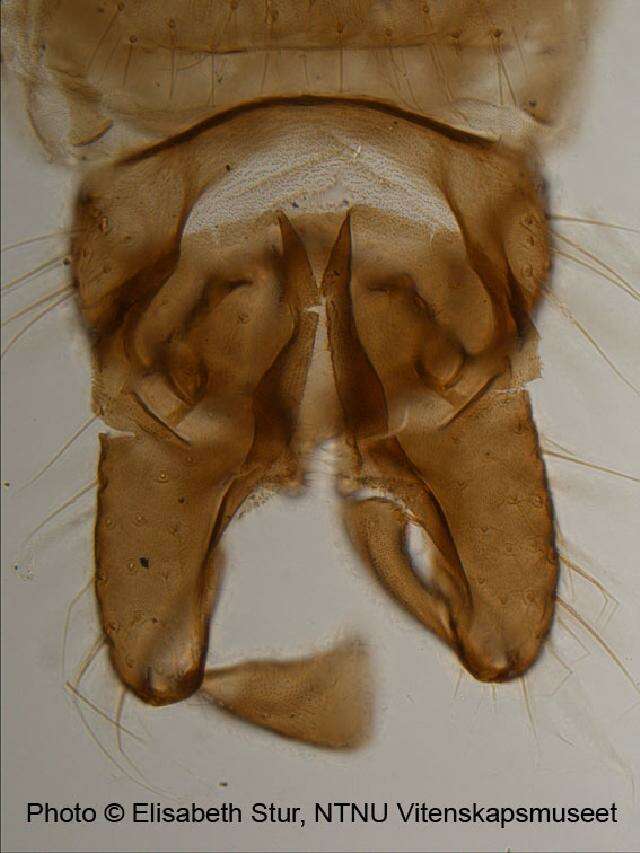 Hydrobaenus conformis (Holmgren 1869) resmi