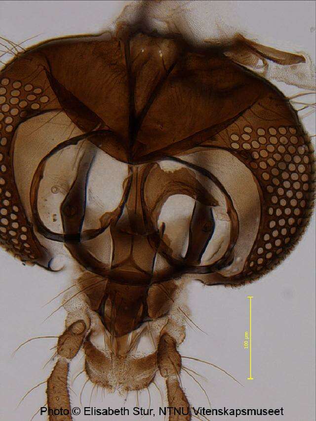 Image of <i>Paraphaenocladius brevinervis</i>