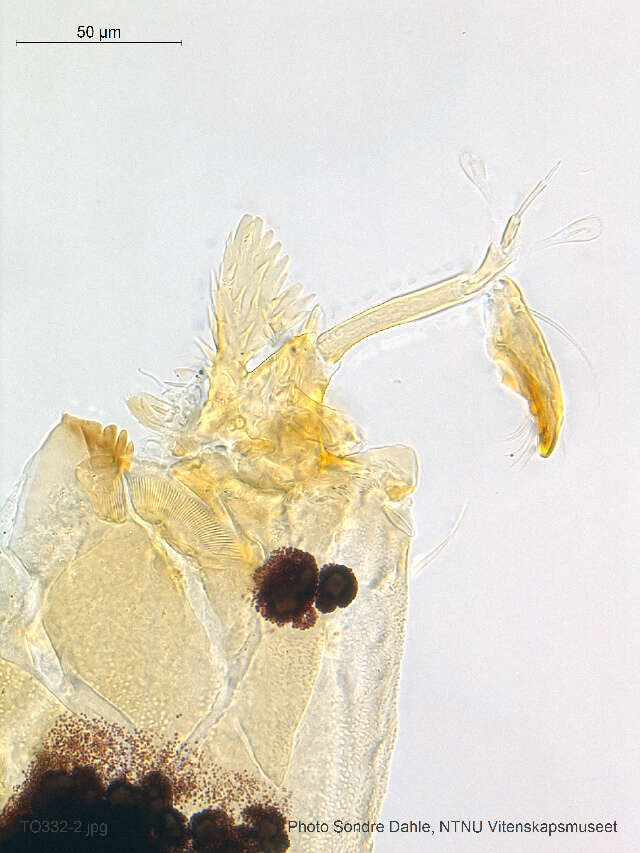 Image of Neostempellina thienemanni Reiss 1984