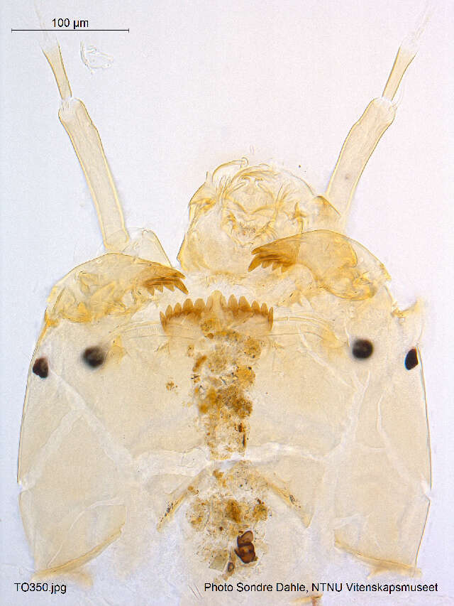 Image of Micropsectra bavarica Stur 2006
