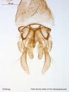 Image of Tanytarsus nigricollis Goetghebuer 1939