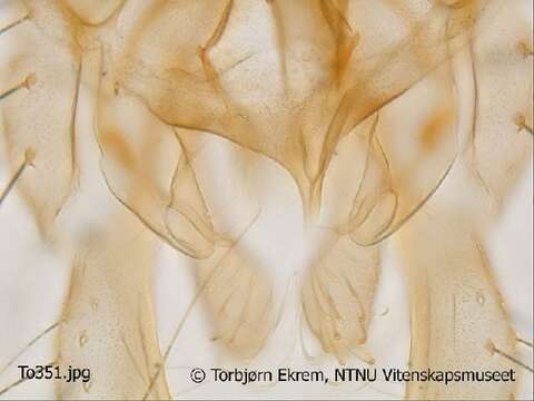 Image of Micropsectra notescens (Walker 1856)