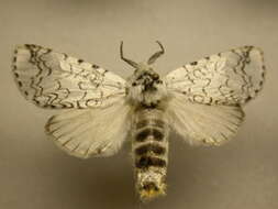 Image of Cerura rarata Walker 1865