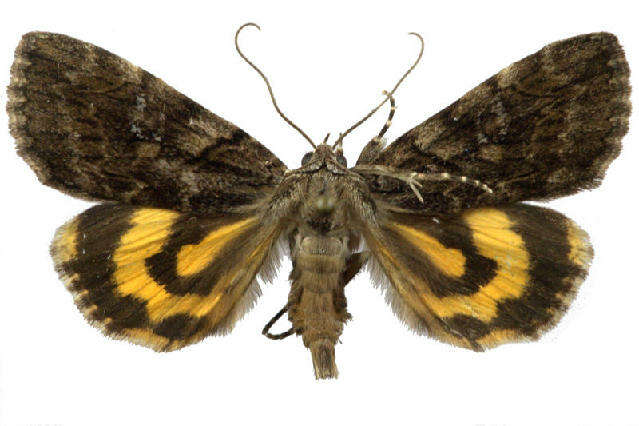 Image of <i>Catocala aestivalia</i>