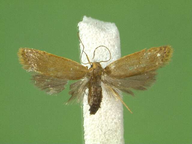 Image of Oditinae Lvovsky 1996