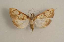 Chalcidoptera resmi