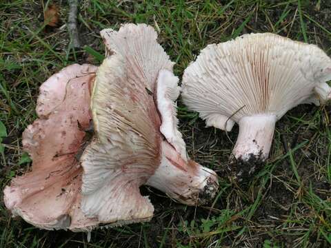 Image of Hygrophorus russula (Schaeff. ex Fr.) Kauffman 1918