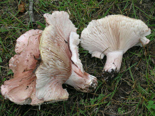 Image of Hygrophorus russula (Schaeff. ex Fr.) Kauffman 1918