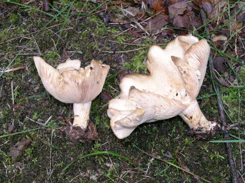 Image of Woolly Milkcap