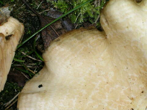 Image of Woolly Milkcap