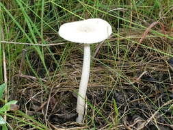 Image of Amanita vaginata (Bull.) Lam. 1783