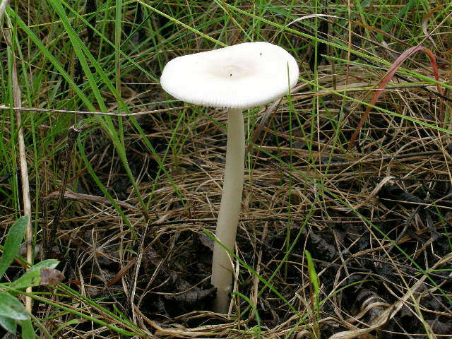 Image of Amanita vaginata (Bull.) Lam. 1783