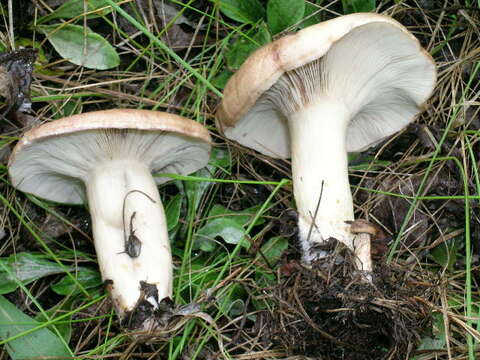 Image of Lactarius uvidus (Fr.) Fr. 1838