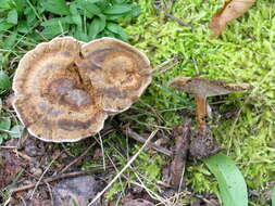 Image of Coltricia perennis (L.) Murrill 1903