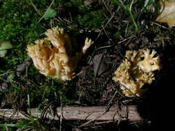 Image of Ramaria