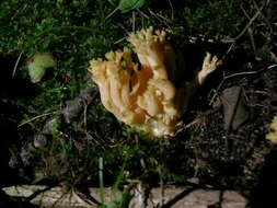 Image of Ramaria