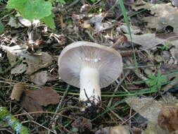 Image of Lactarius uvidus