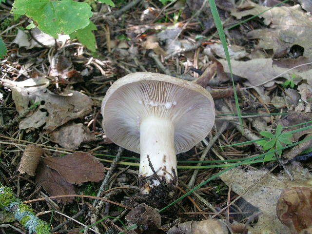 Image of Lactarius uvidus