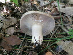 Image of Lactarius uvidus