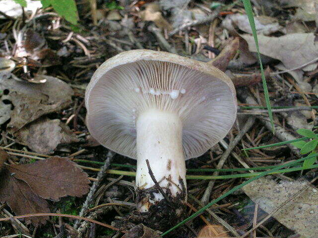 Image of Lactarius uvidus