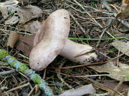 Image of Lactarius uvidus