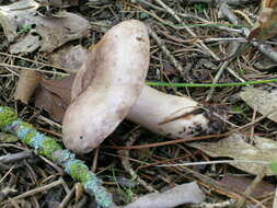 Image of Lactarius uvidus