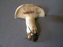 Image of Lactarius uvidus