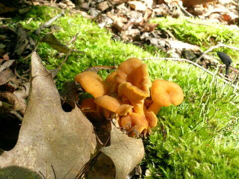 Image of Chanterelles