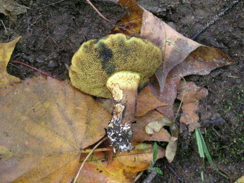 Image of Boletus