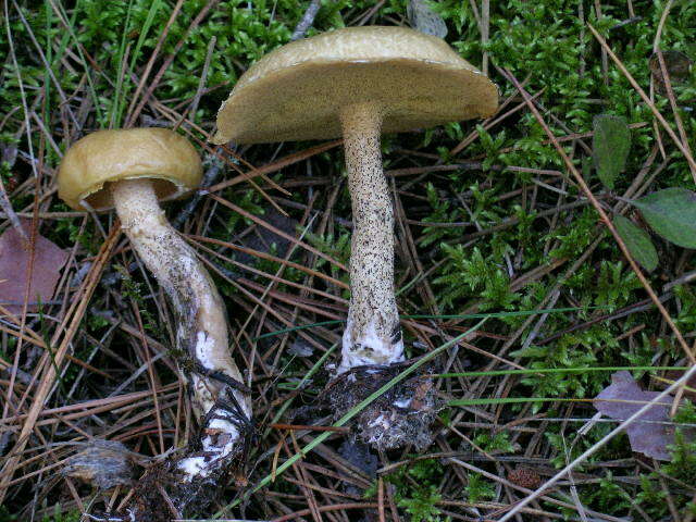 Image of Suillus cf. intermedius