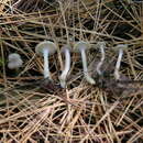 Image of Clitocybe