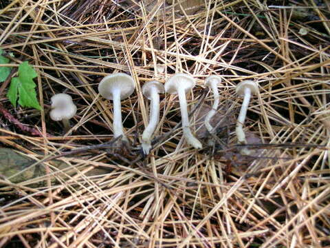 Image of Clitocybe