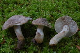 Image of Tricholoma scalpturatum (Fr.) Quél. 1872