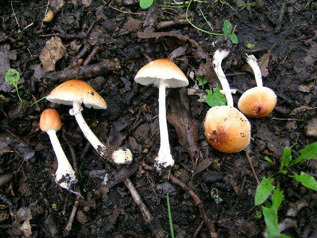 Image of Lepiota rubrotincta