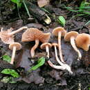 Image of Laccaria laccata