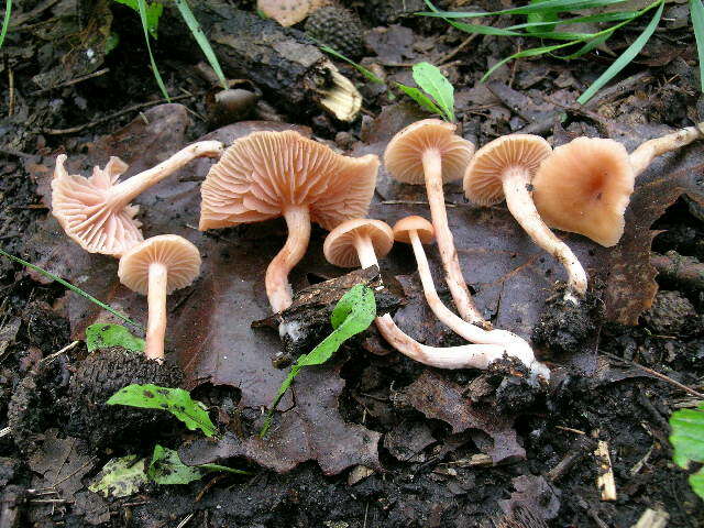 Image of Laccaria laccata