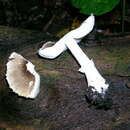 Image of Lepiota cf. atrodiscus