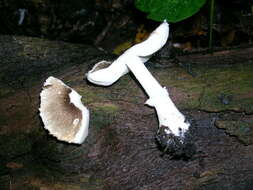 Image of Lepiota cf. atrodiscus