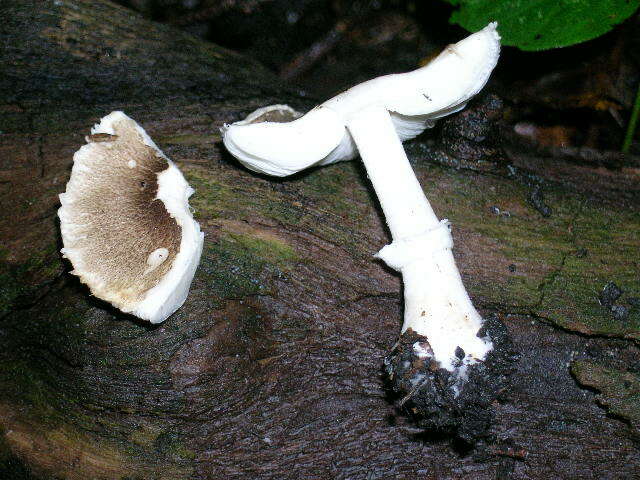 Image of Lepiota cf. atrodiscus