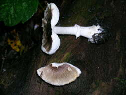 Image of Lepiota cf. atrodiscus