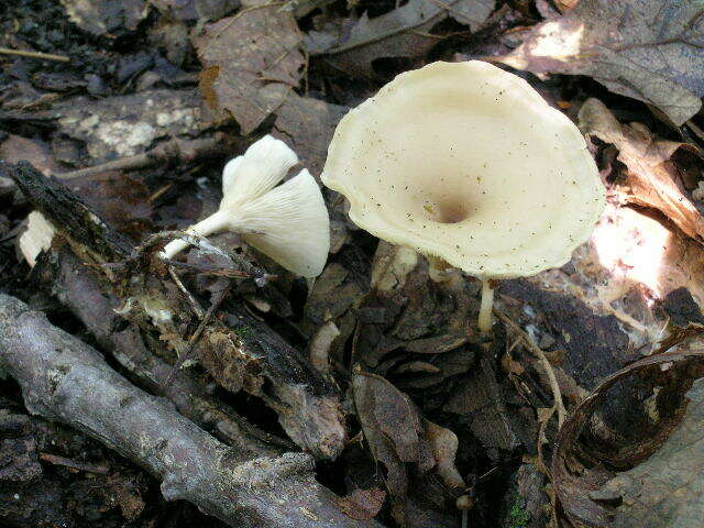 Image of Clitocybe americana H. E. Bigelow 1976