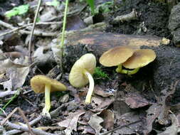 Image of Pluteus romellii (Britzelm.) Sacc. 1895