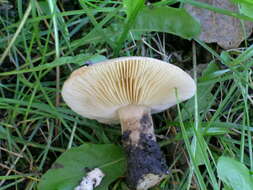 Image of Lactarius gerardii Peck 1873