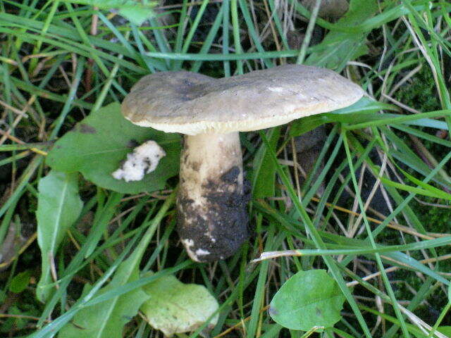 Image of Lactarius gerardii Peck 1873